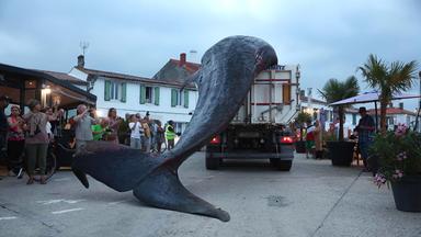 Dieses Foto zeigt den Kadaver eines über 12 Tonnen schweren und 10 Meter langen weiblichen Wals, der am 30. Mai 2026 in Rivedoux vor der französischen Westatlantikküste mit einem Kran aus dem Meer gehoben und auf einen LKW verladen wurde