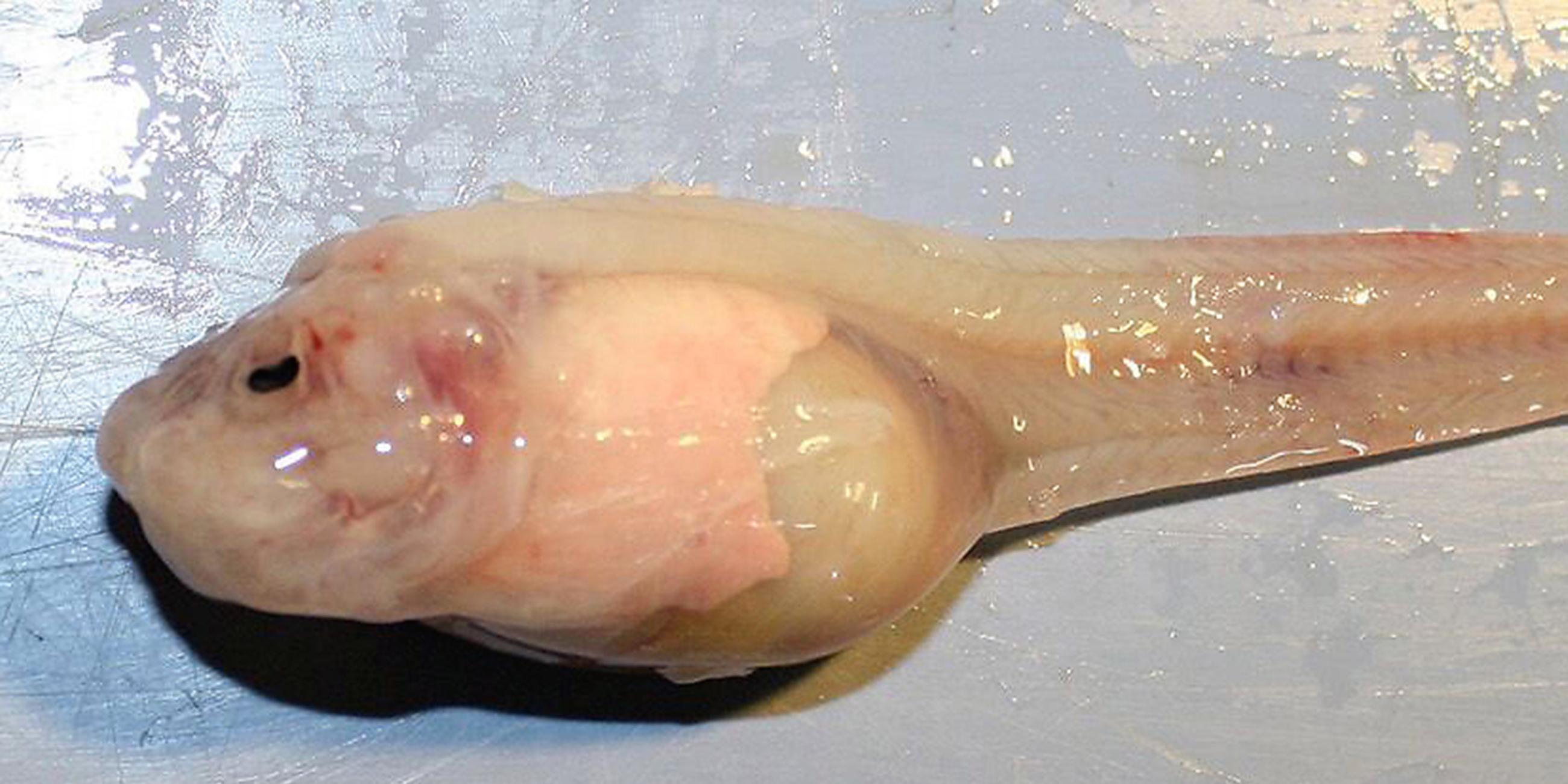 Pseudoliparis swirei