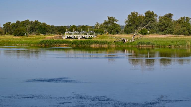 Nach dem massiven Fischsterben in der Oder vor einem Jahr, wurde eine Zwischenbilanz gezogen.