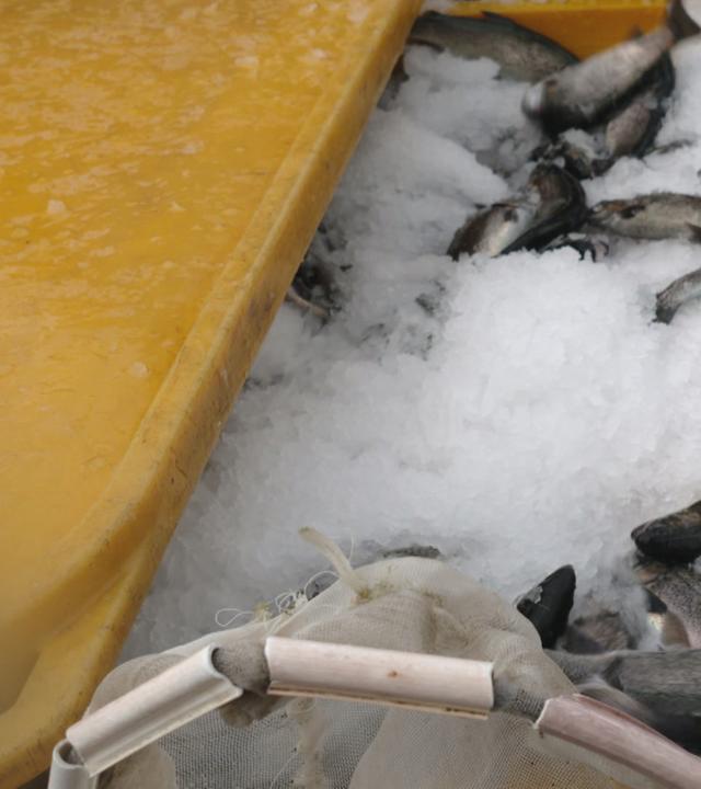 Fische sterben auf Eis