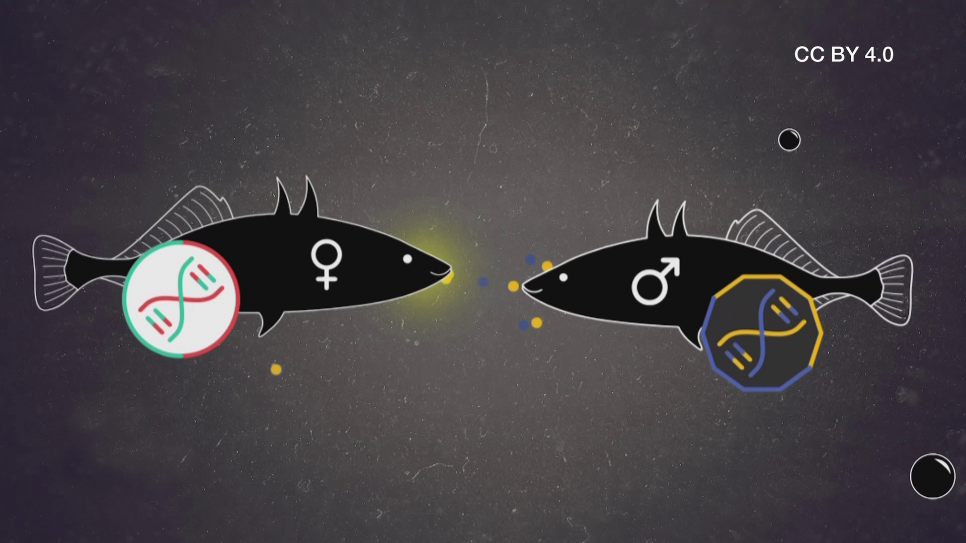 Fische Geruchssinn Partnerwahl CC