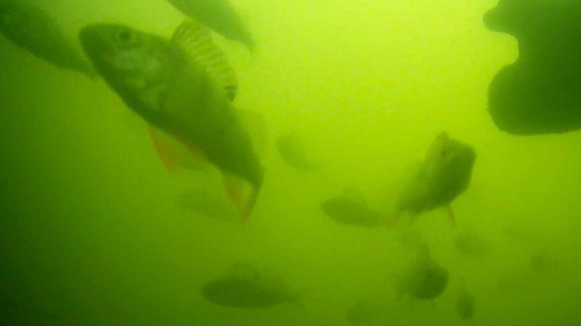 Utrecht/Niederlande: Fische schwimmen vor der Livestream-Kamera des Projekts "Fish Doorbell". 