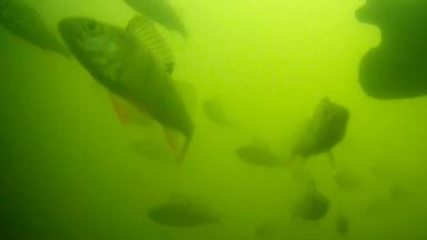 Utrecht/Niederlande: Fische schwimmen vor der Livestream-Kamera des Projekts "Fish Doorbell". 