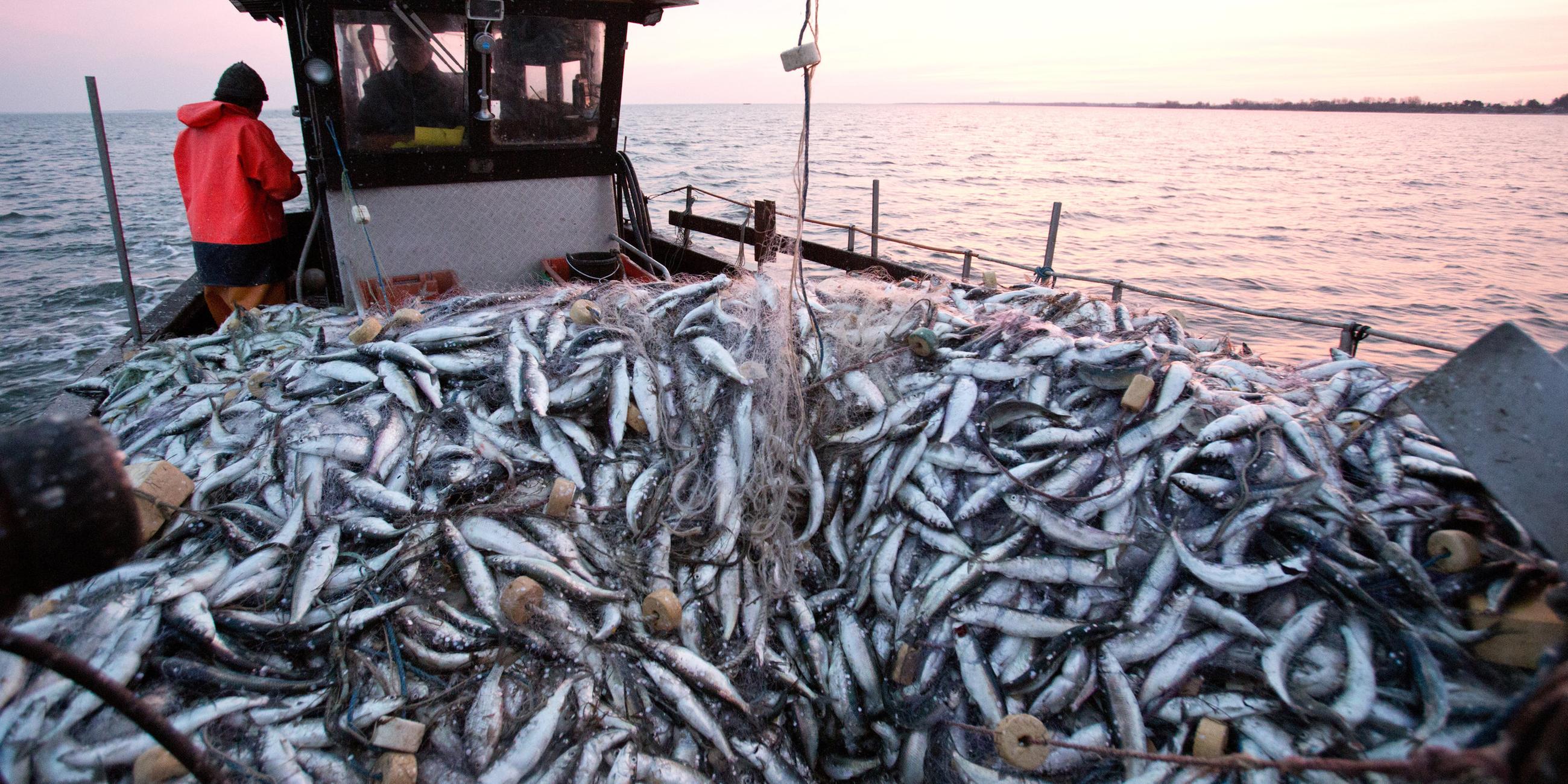 Fischerboot mit Heringen