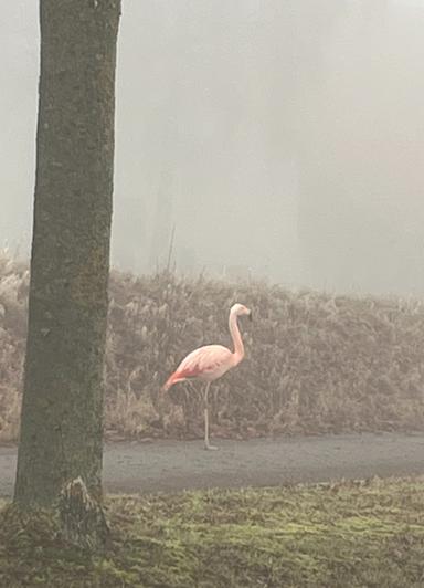Ein Flamingo steht bei Nebel an einer Ortsstraße bei Ulm. 