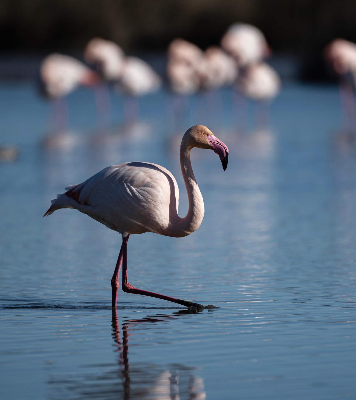 Flamingos, die durchs Wasser waten.