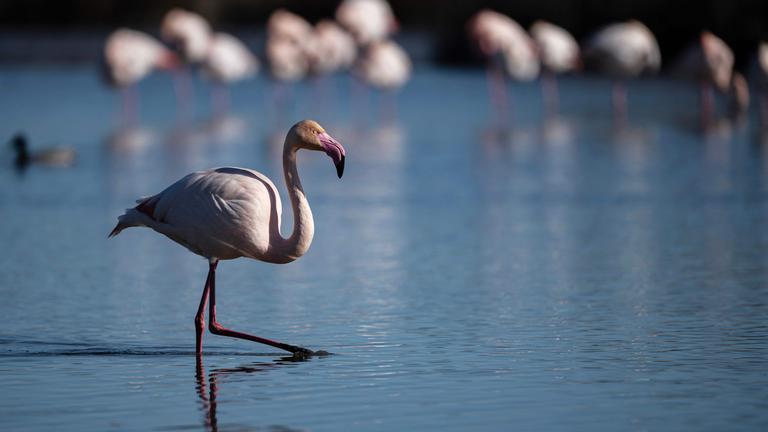 Flamingos, die durchs Wasser waten.