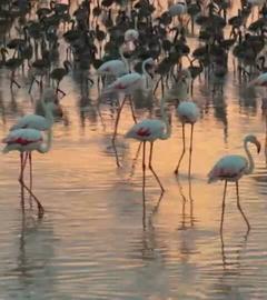 Zahlreiche Flamingos laufen durch den See