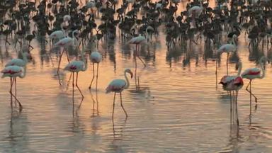 Türkei: Tausende Flamingoküken geschlüpft