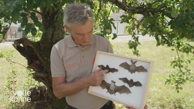Fledermaus: Schutzbedürftige Insektenjäger