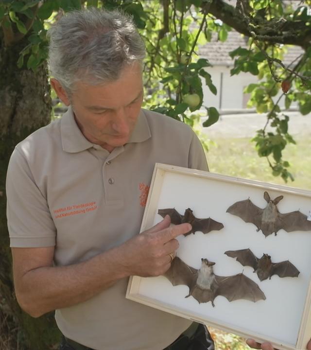 Fledermaus: Schutzbedürftige Insektenjäger