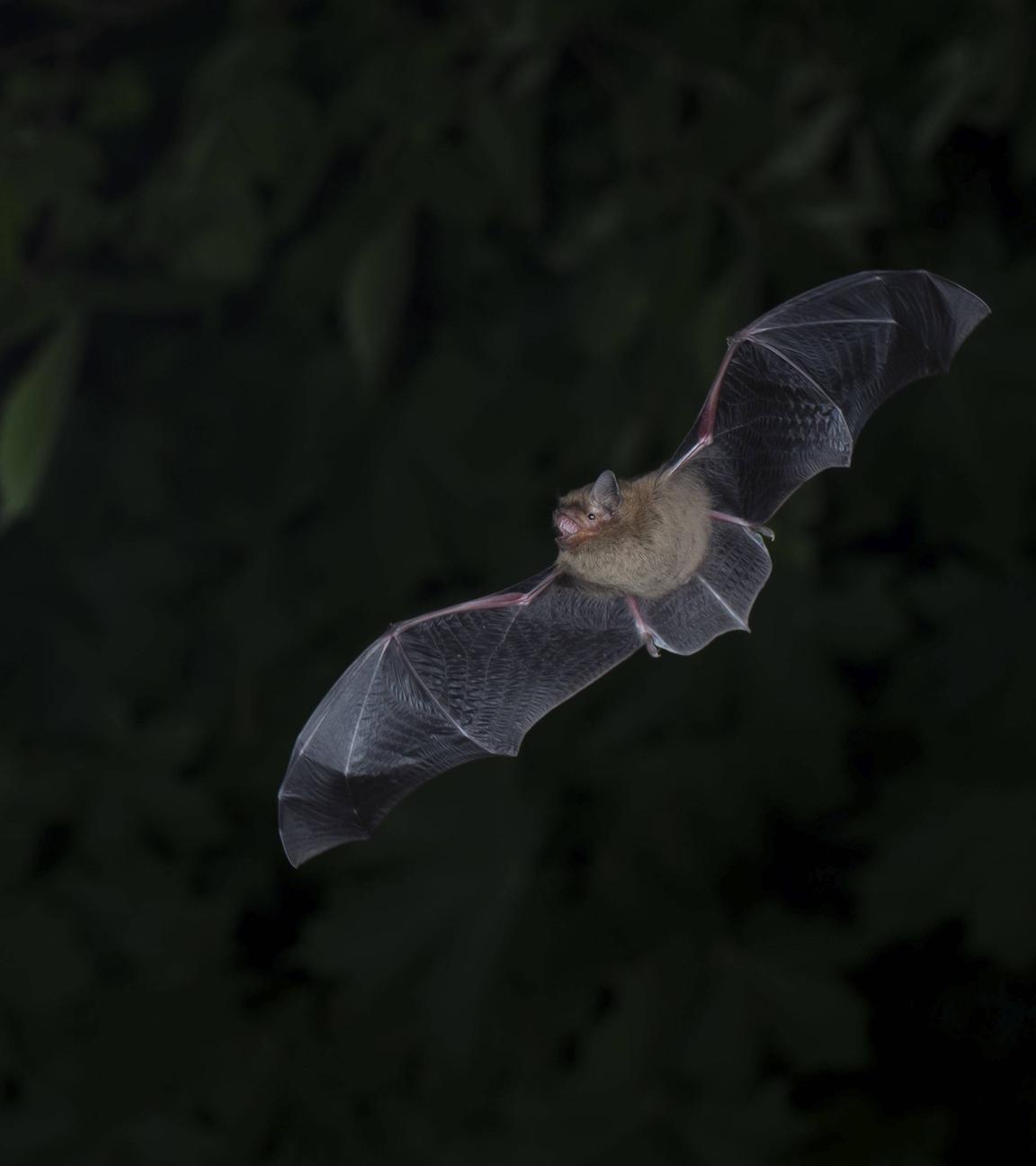 Fledermaus im Flug