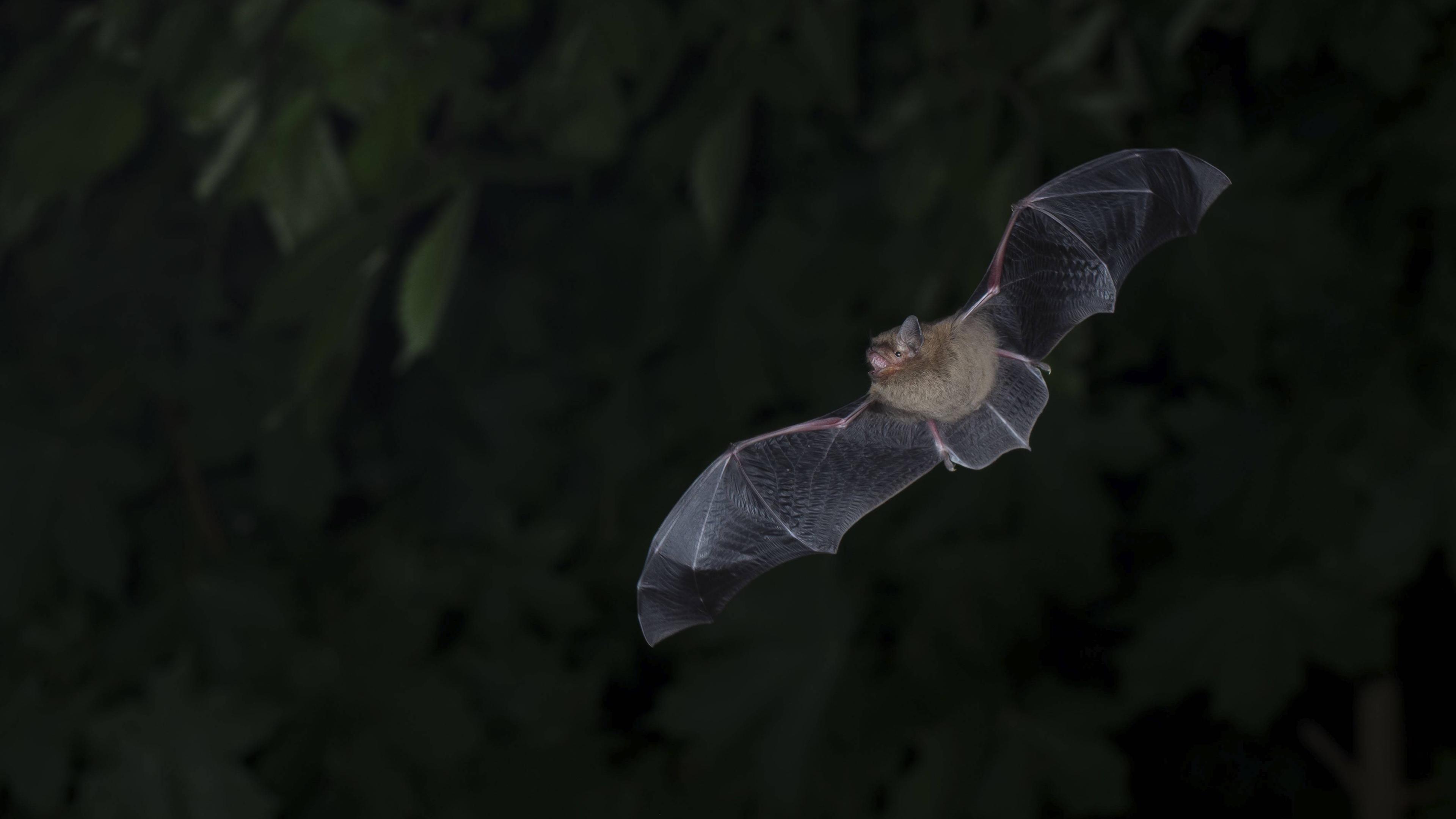 Fledermaus im Flug
