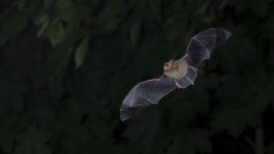 Fledermaus im Flug