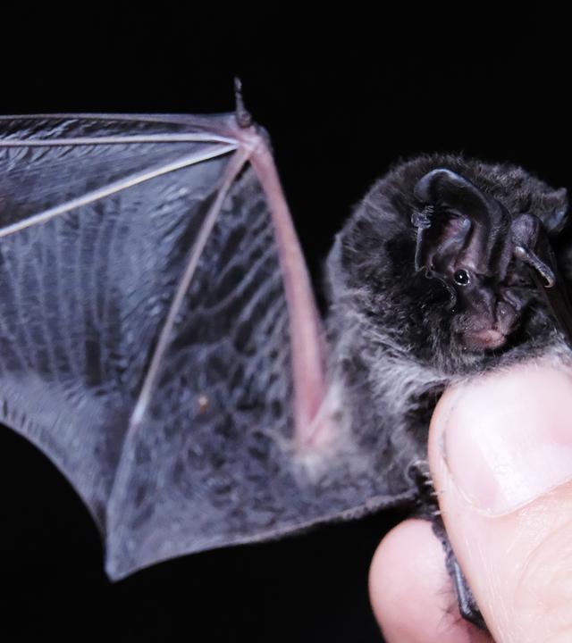 Eine Fledermaus wird in zwei Händen gehalten. Die eine hält ihren Flügel, die andere ihren Körper. 