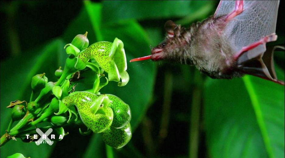 Fledermaus nimmt Nahrung auf