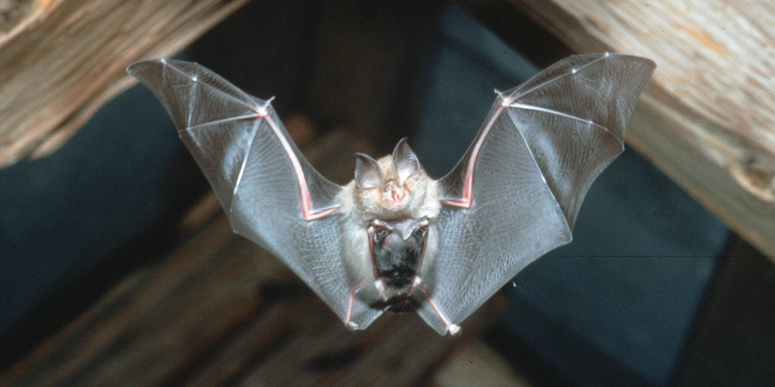 Eine Fledermaus fliegt unter einem Holzgebälk hindurch