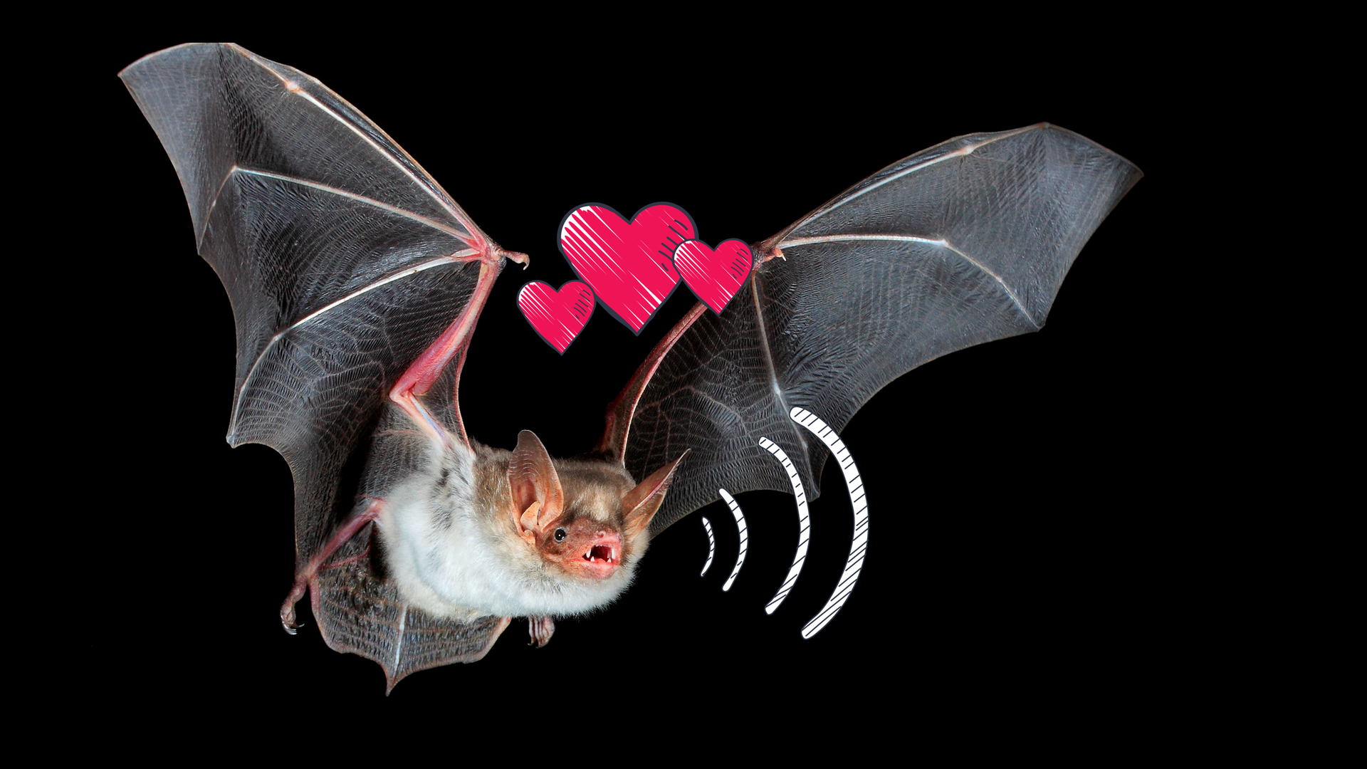 Eine Fledermaus im Flug 