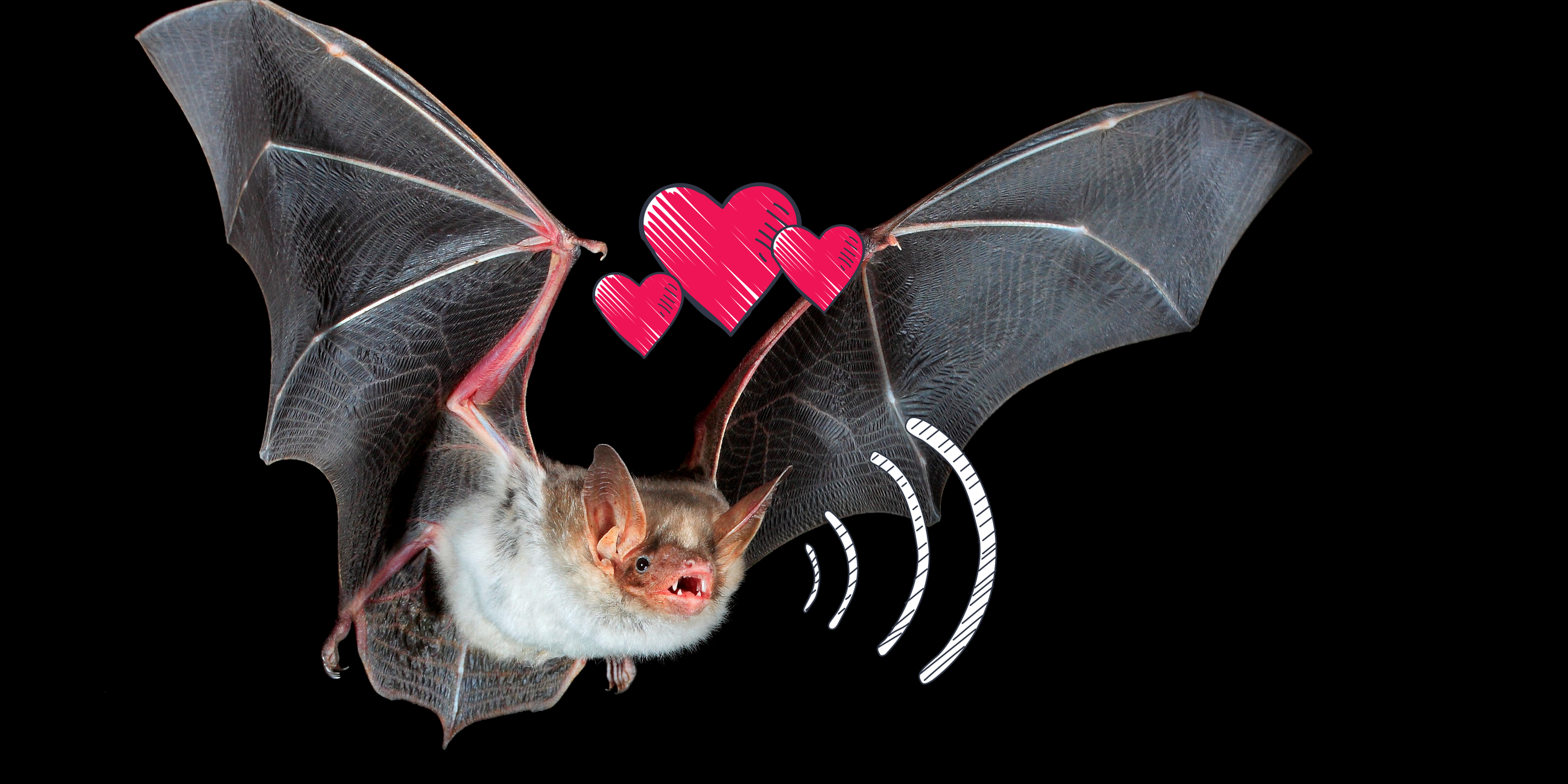 Eine Fledermaus im Flug 