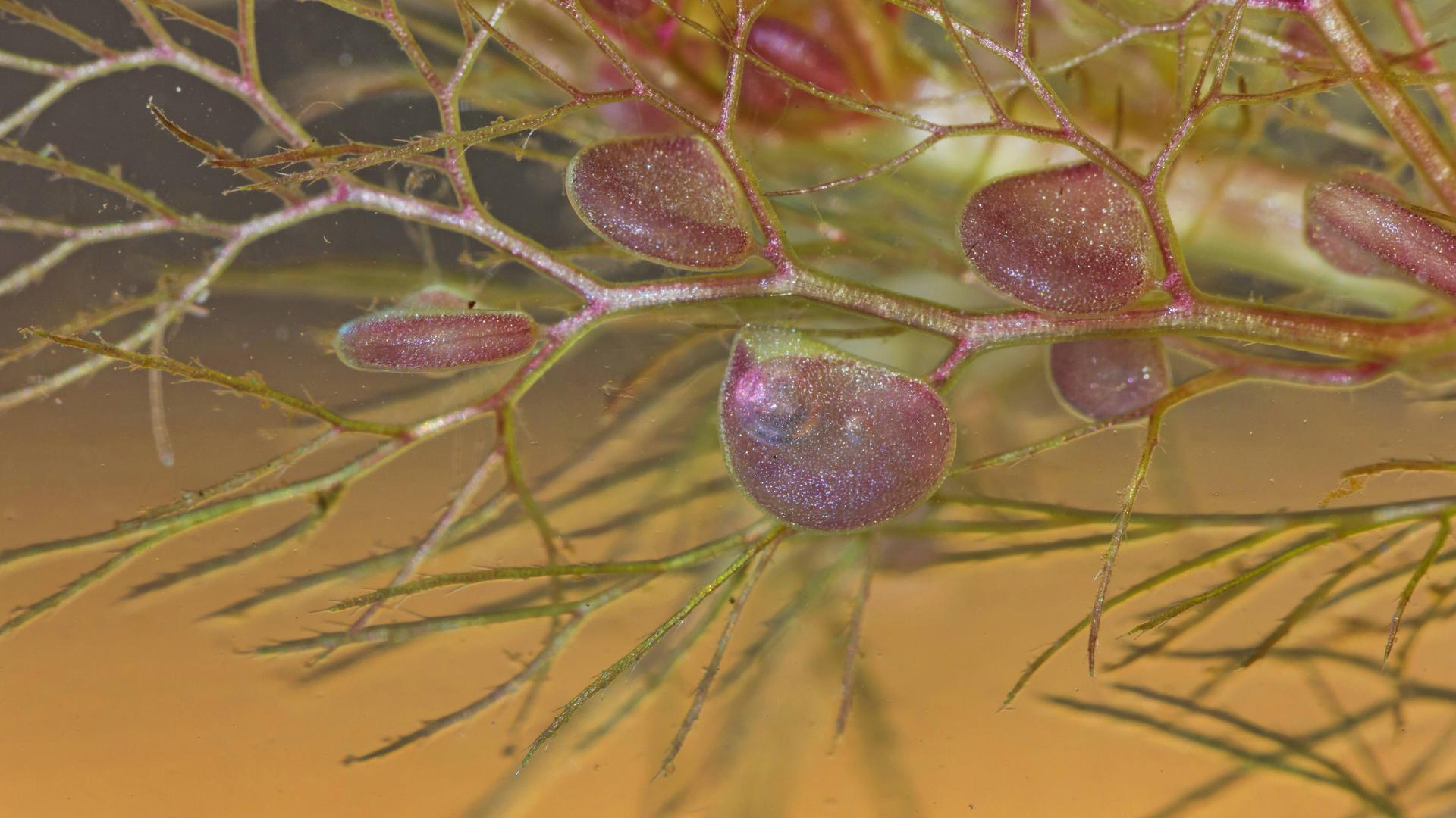 Fleischfressende Pflanze - Wasserschlauch