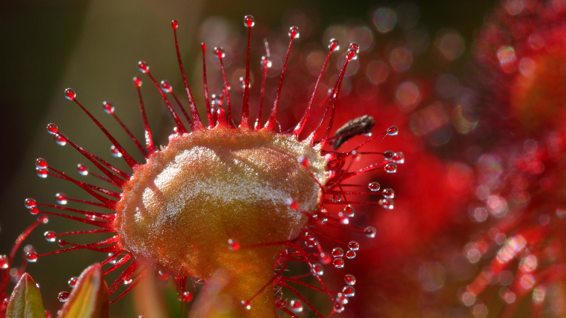 Fleischfressende Pflanzen