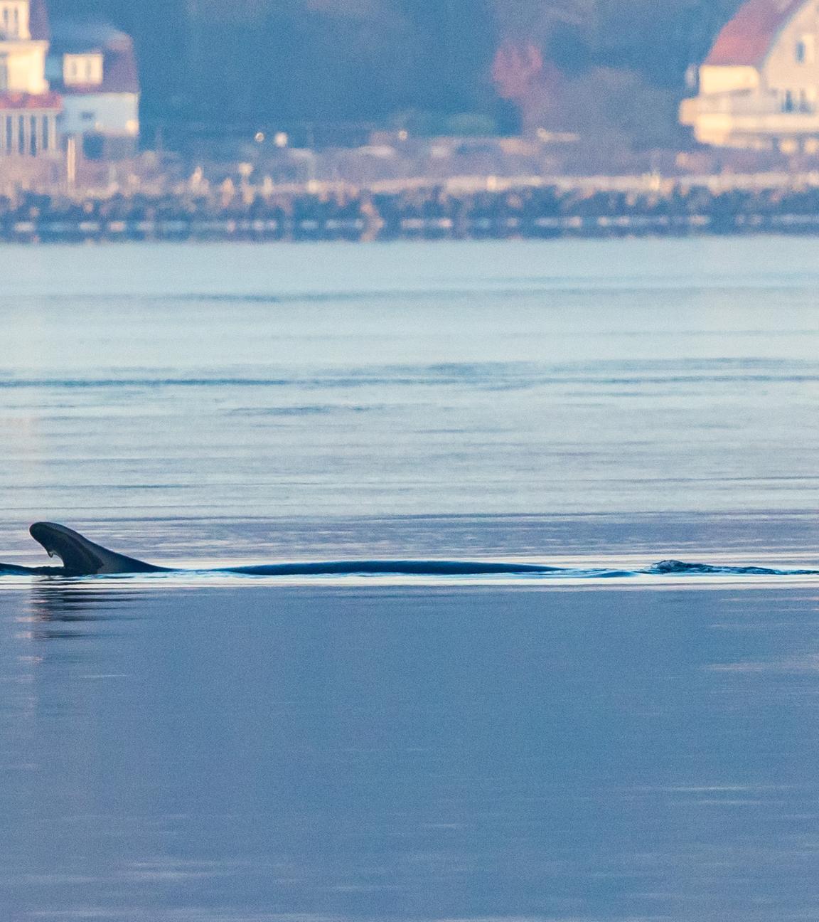 Schleswig-Holstein, Flensburg: Ein Wal schwimmt in der Flensburger Förde.