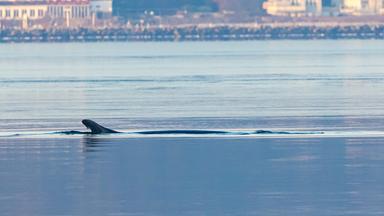 Junger Finnwal besucht Flensburger Förde