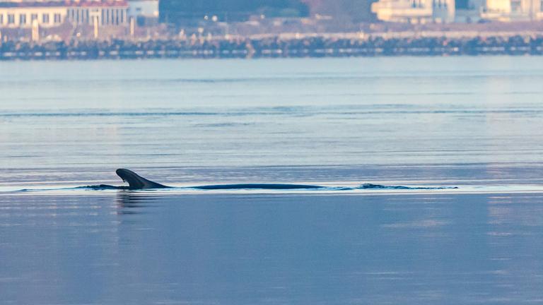 Schleswig-Holstein, Flensburg: Ein Wal schwimmt in der Flensburger Förde.