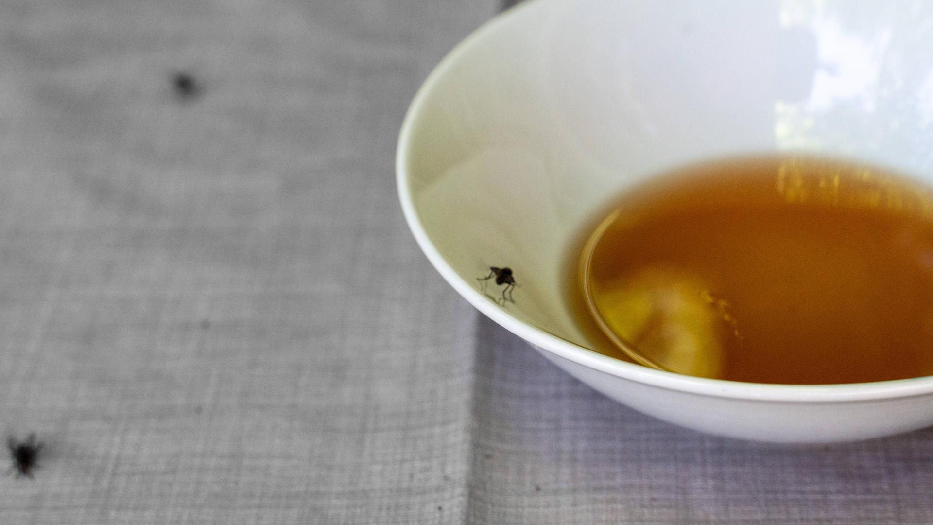 Eine Schüssel mit Essig als Lockfalle steht auf einem Tisch, drumherum sind Fliegen.