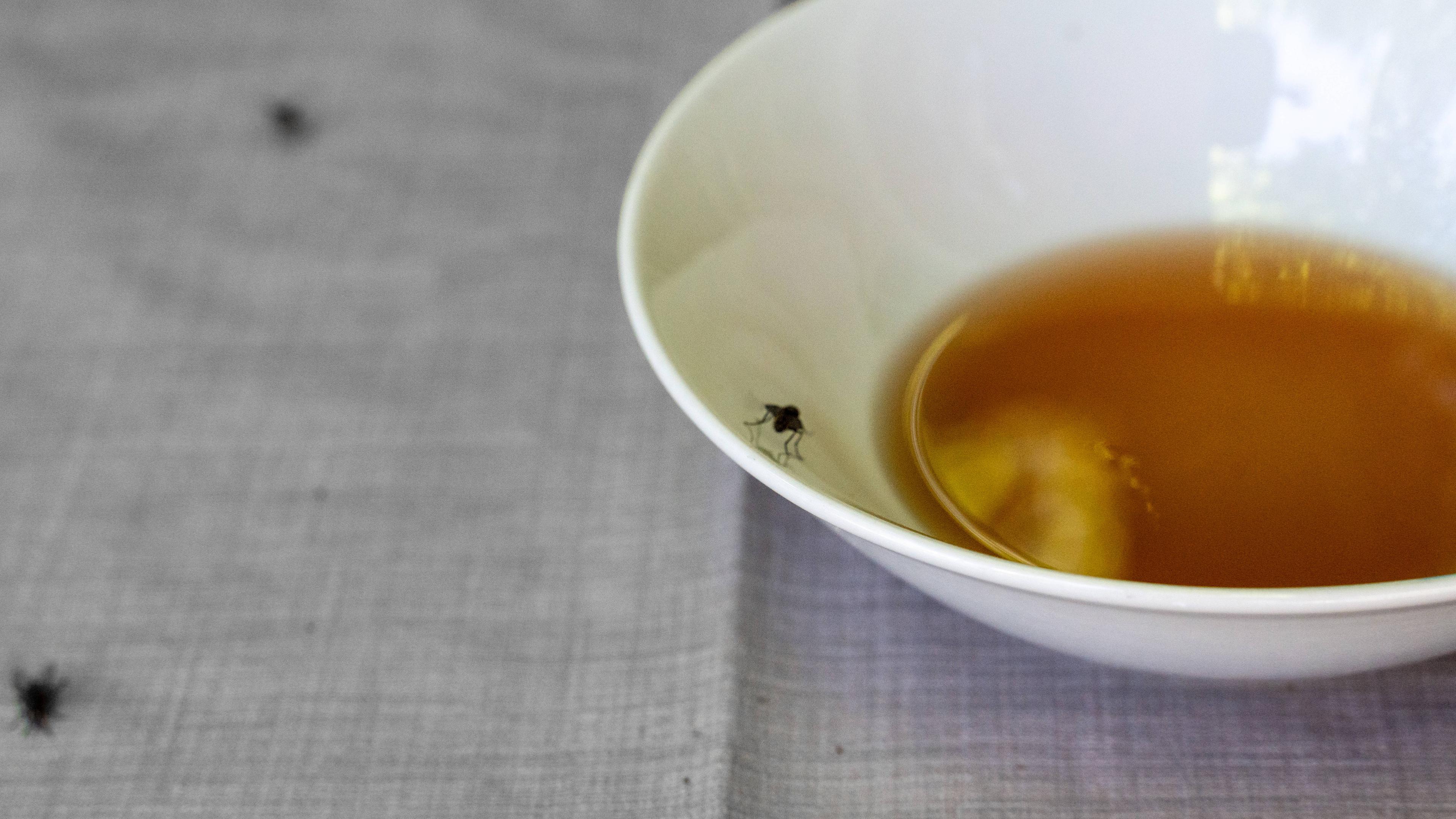 Eine Schüssel mit Essig als Lockfalle steht auf einem Tisch, drumherum sind Fliegen.