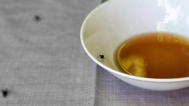 Eine Schüssel mit Essig als Lockfalle steht auf einem Tisch, drumherum sind Fliegen.