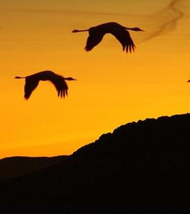 Abendstimmung: Vier Kraniche fliegen über einen Berg.