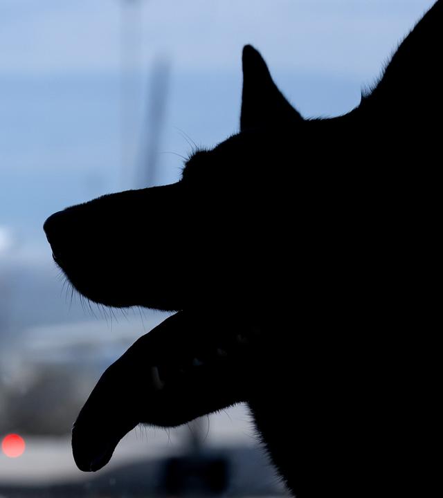 Ein Schäferhund sitzt am Flughafen München am Terminal an einem Fenster. 