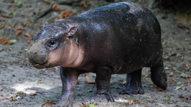 Zwergflusspferd im Zoo heißt "Brötchen"