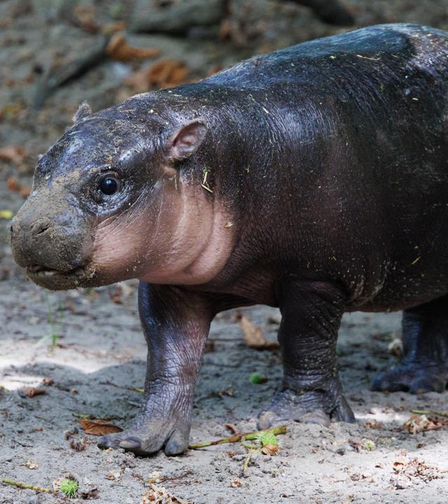 Ein junges Zwergflusspferd mit dem Namen "Broetchen" bei einem Besuch im Freigehege des Zoologischen Gartens in Berlin.
