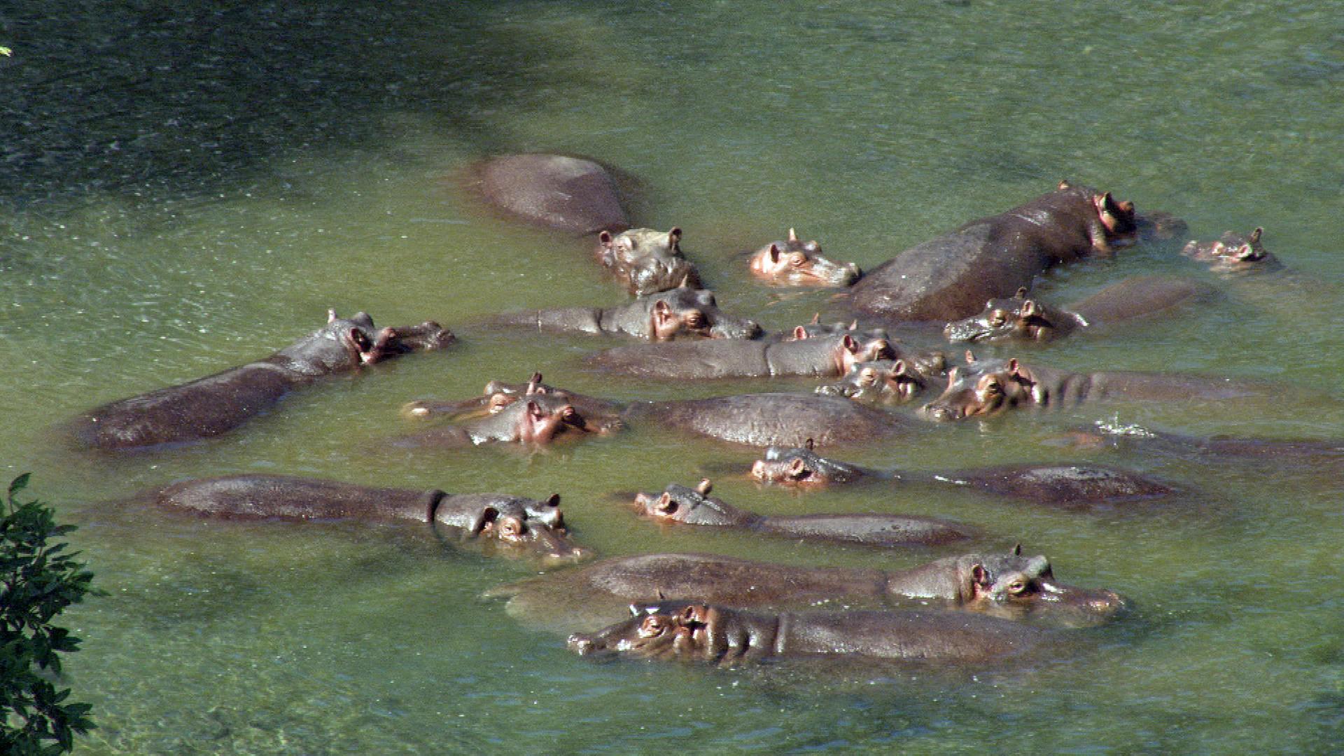 Flusspferde im Wasser, Luftaufnahme