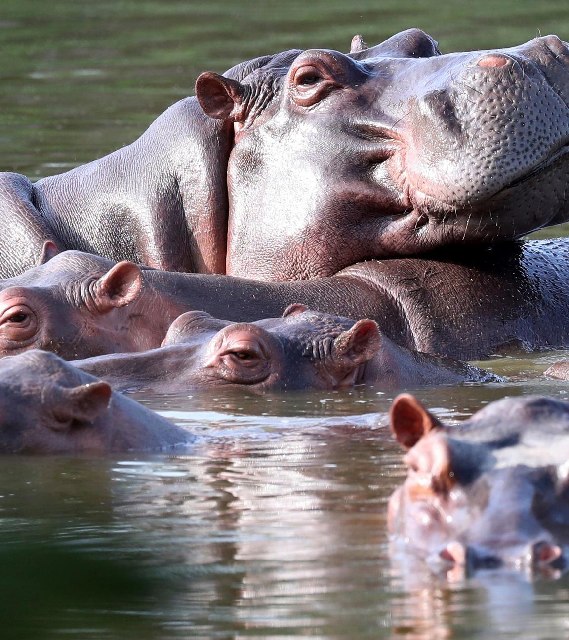 Flusspferde schwimmen in der Lagune im Hacienda Napoles Park.