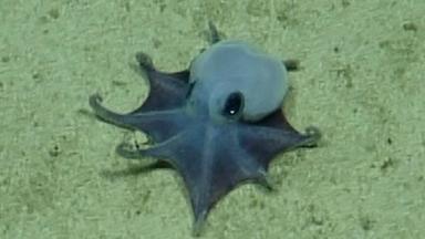 Eine Aufnahme eines winzigen Oktopus, der auf eine Handfläche passen würde
