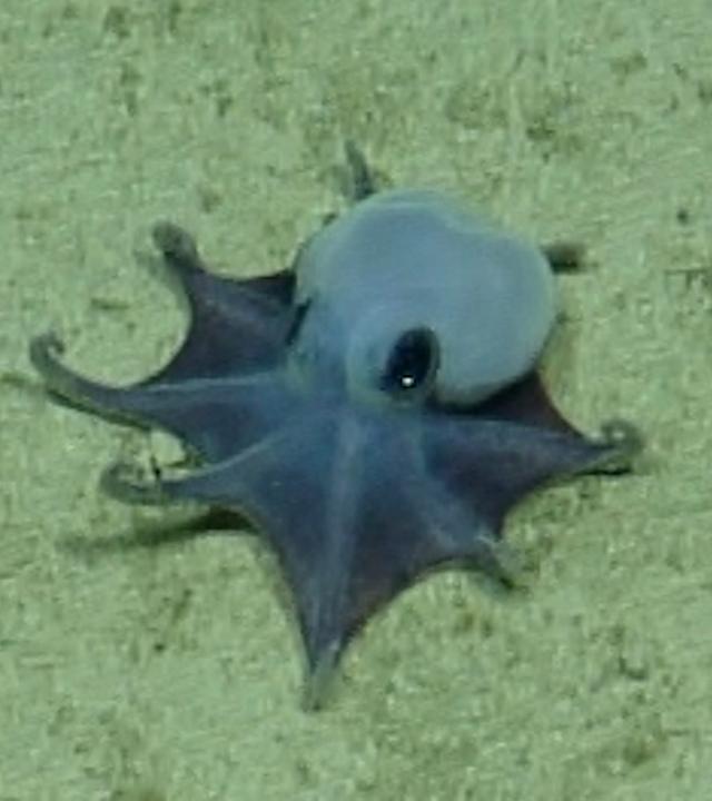 Eine Aufnahme eines winzigen Oktopus, der auf eine Handfläche passen würde