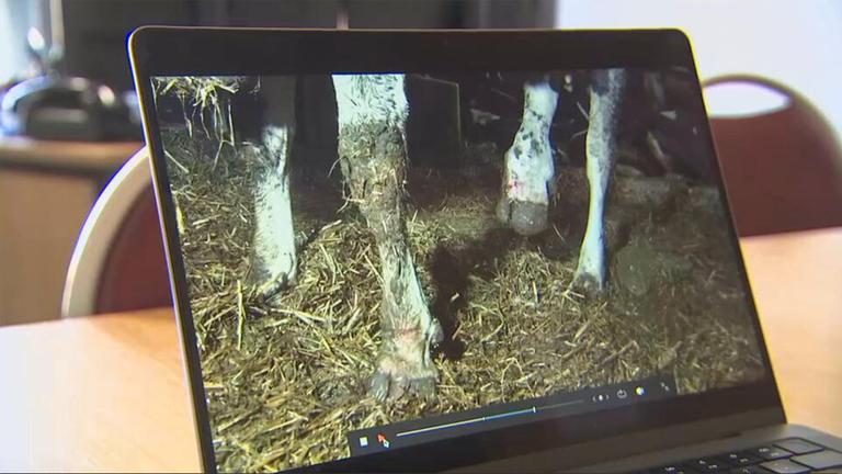 Ein Laptop zeigt die Beine von Milchkühen