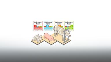 Das Foto zeigt Illustrationen von Hühnern, ein Schwein und ein Rind - und die vier Stufen des Haltungsform-Labels.