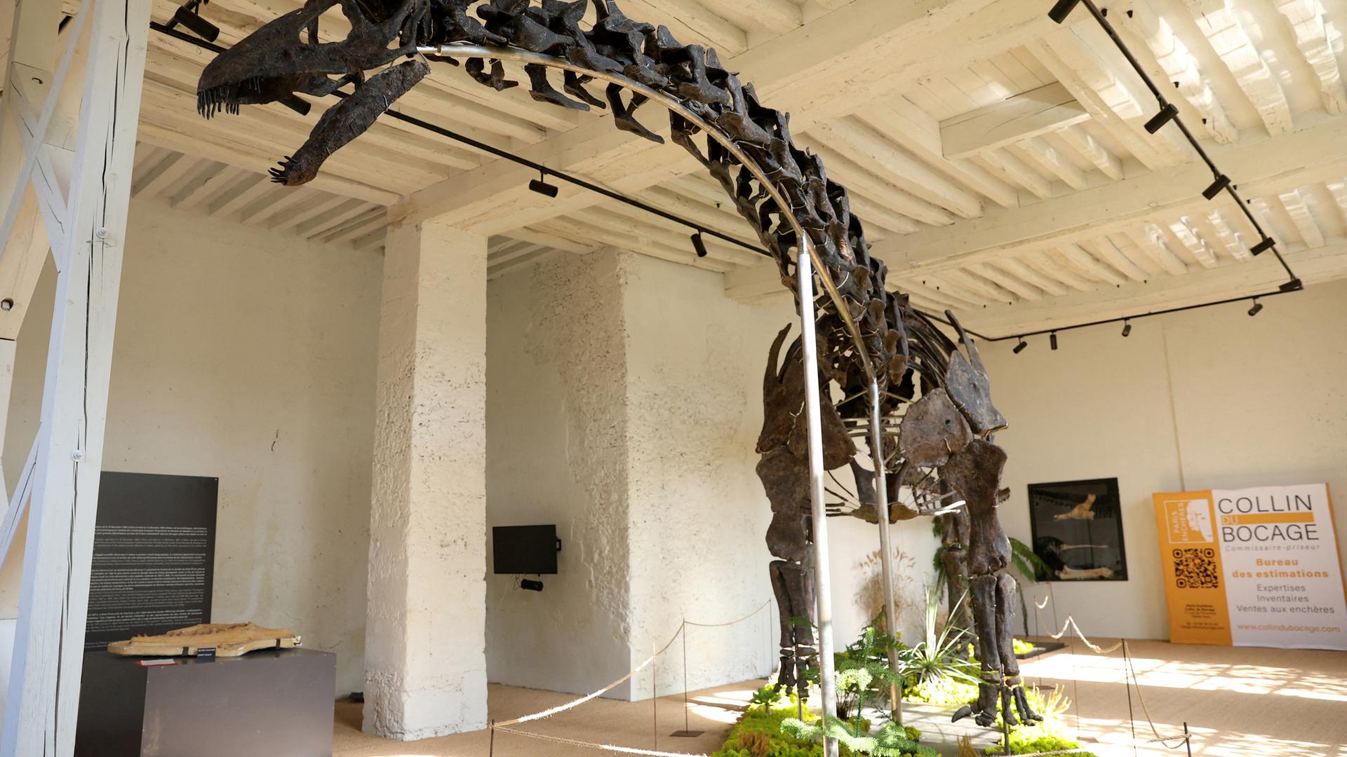 Frankreich, Paris: Vulcain, ein versteinerter Apatosaurus-Dinosaurier, wird vor seiner Versteigerung im Chateau de Dampierre in Dampierre-en-Nord ausgestellt.