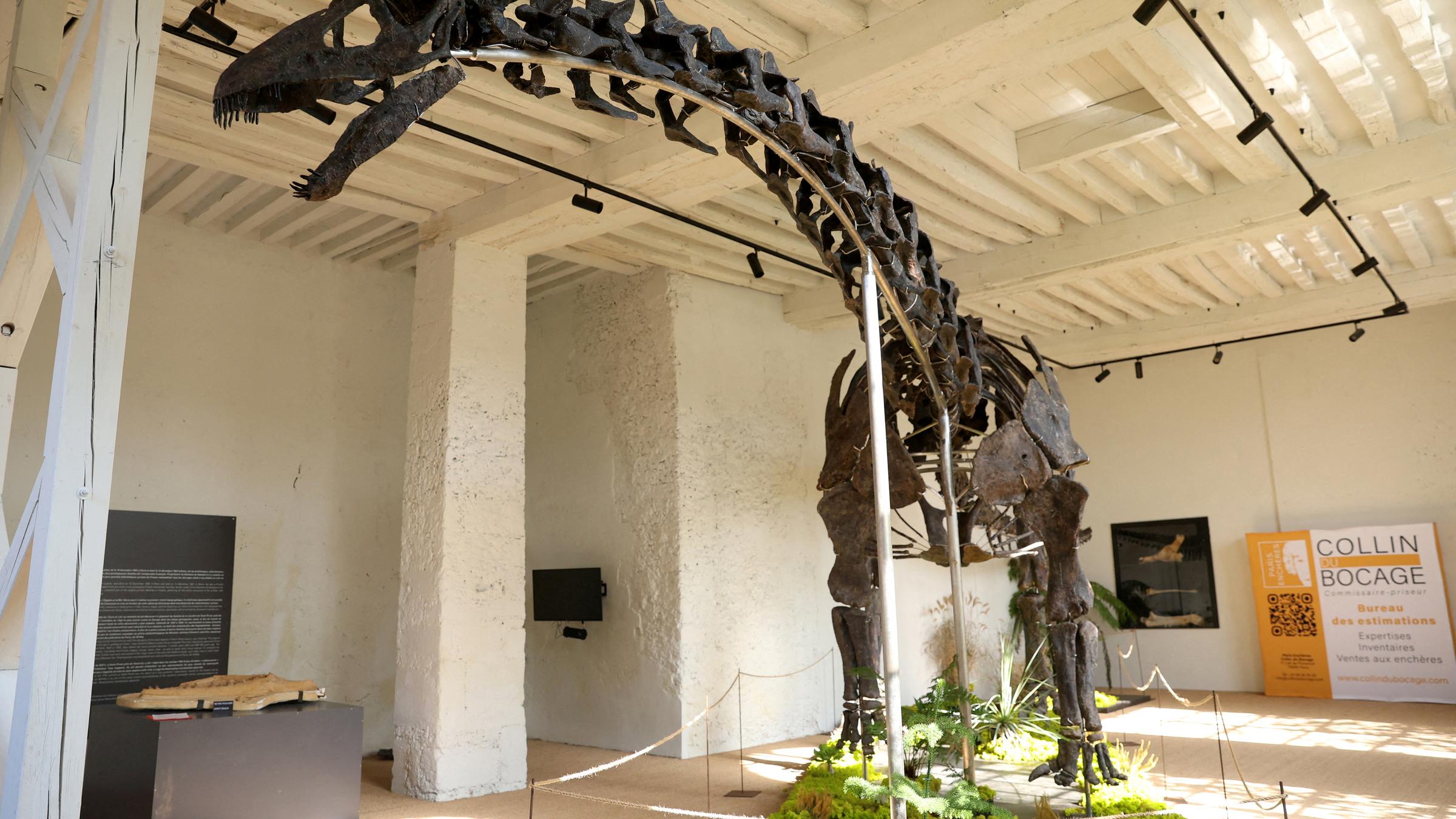 Frankreich, Paris: Vulcain, ein versteinerter Apatosaurus-Dinosaurier, wird vor seiner Versteigerung im Chateau de Dampierre in Dampierre-en-Nord ausgestellt.