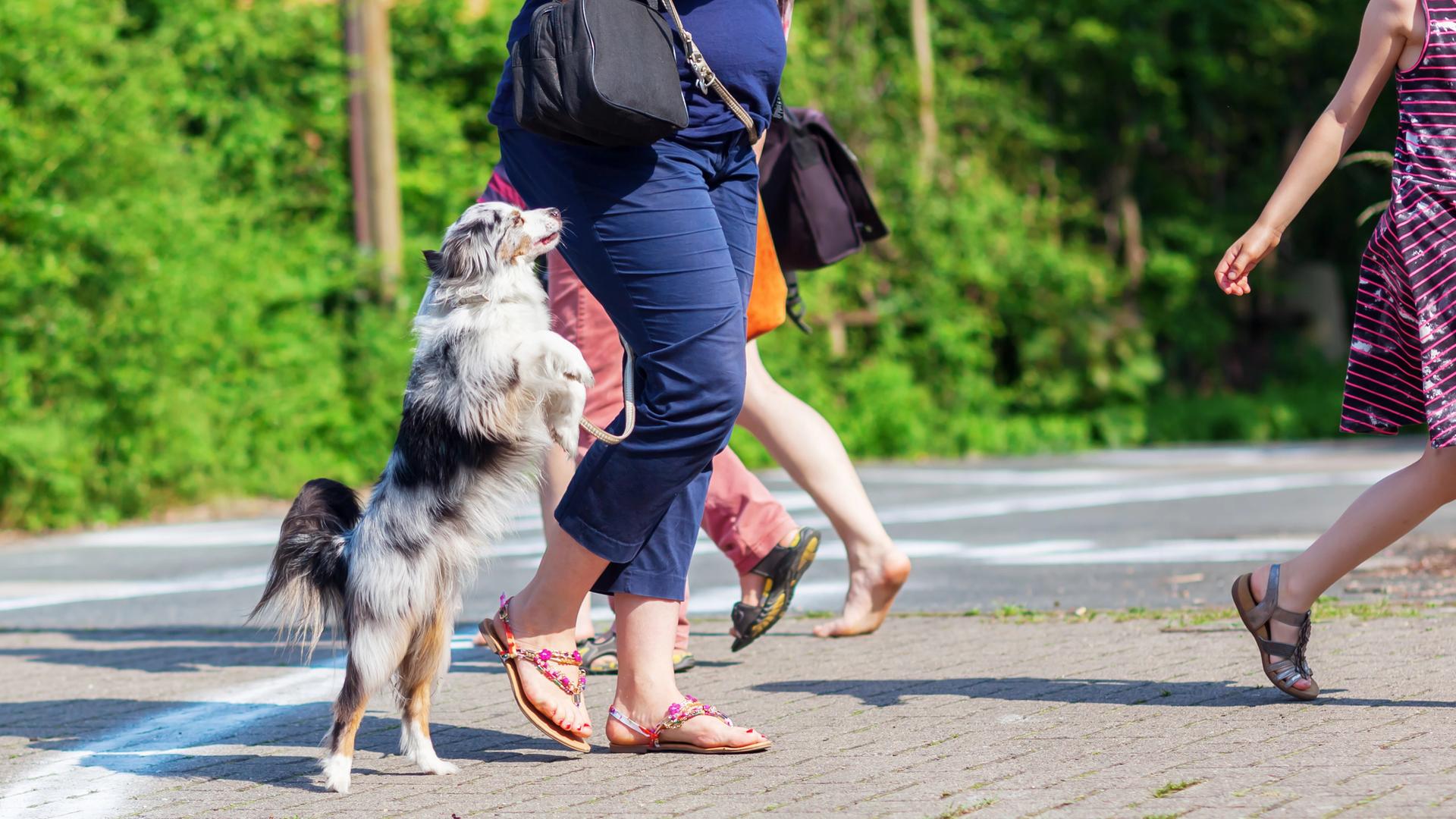 Ein Hund springt eine Passantin auf der Straße an