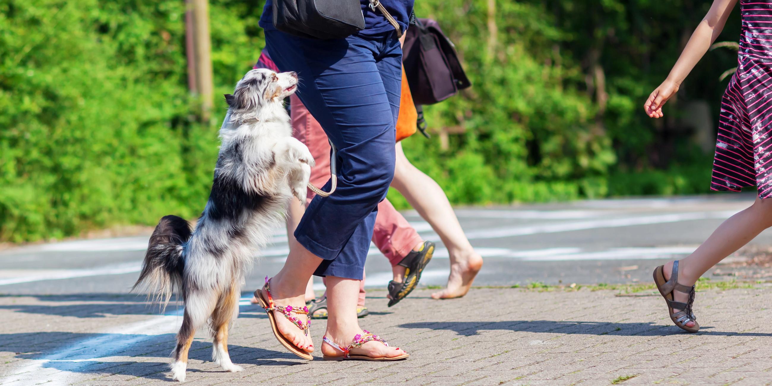 Ein Hund springt eine Passantin auf der Straße an