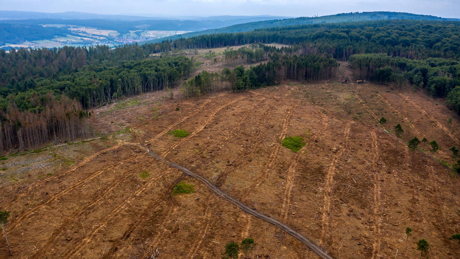 Kahlschlag in einem Waldgebiet