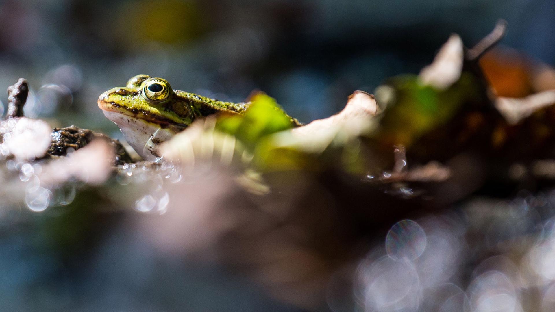 Ein Teichfrosch sitzt an einem kleinen Weiher, aufgenommen am, 20.08.2018 in Ebersberg