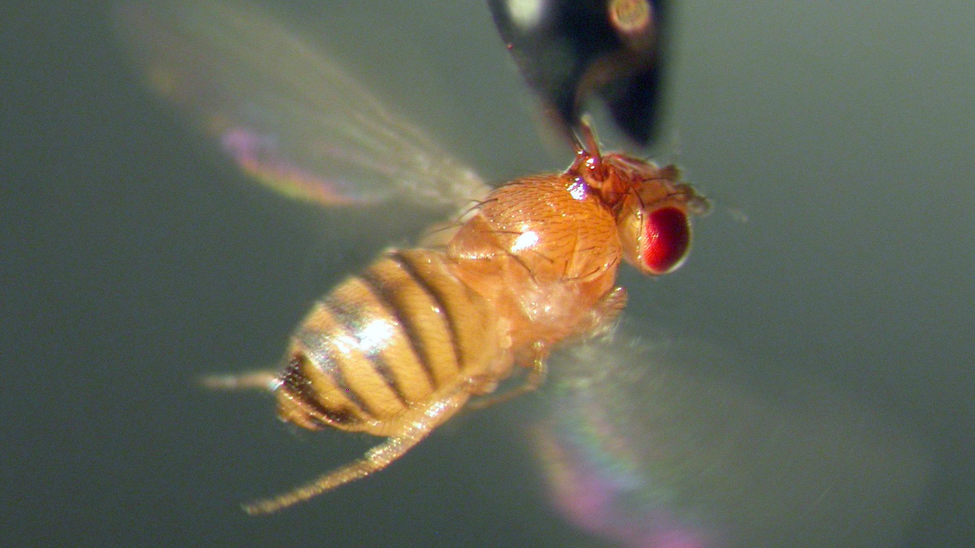 Fruchtfliege