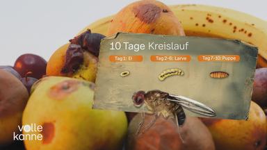 Abbildung Entwicklung einer Fruchtfliege zum Beitrag mit Tipps, wie man Fruchtfliegen loswird und vermeidet.