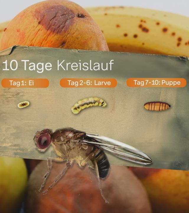 Abbildung Entwicklung einer Fruchtfliege zum Beitrag mit Tipps, wie man Fruchtfliegen loswird und vermeidet.
